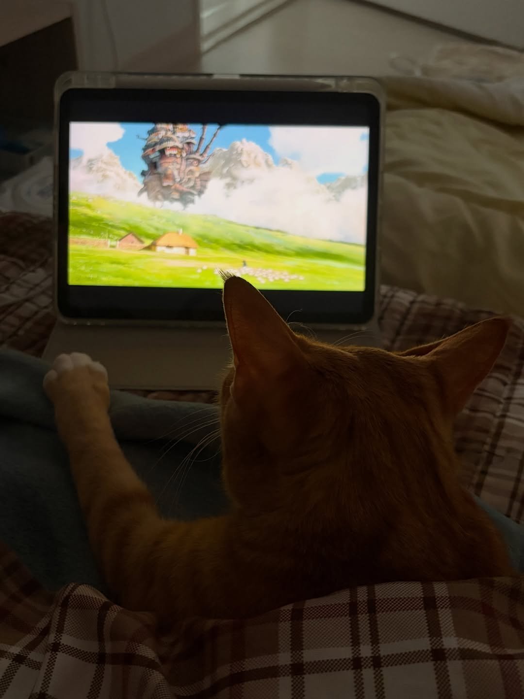 Photo by 💋💄슈퍼 아이돌 공주님 김금동🎤🐈 on January 17, 2026. May be an image of kitten, Abyssinian cat, television, screen, tablet and text.