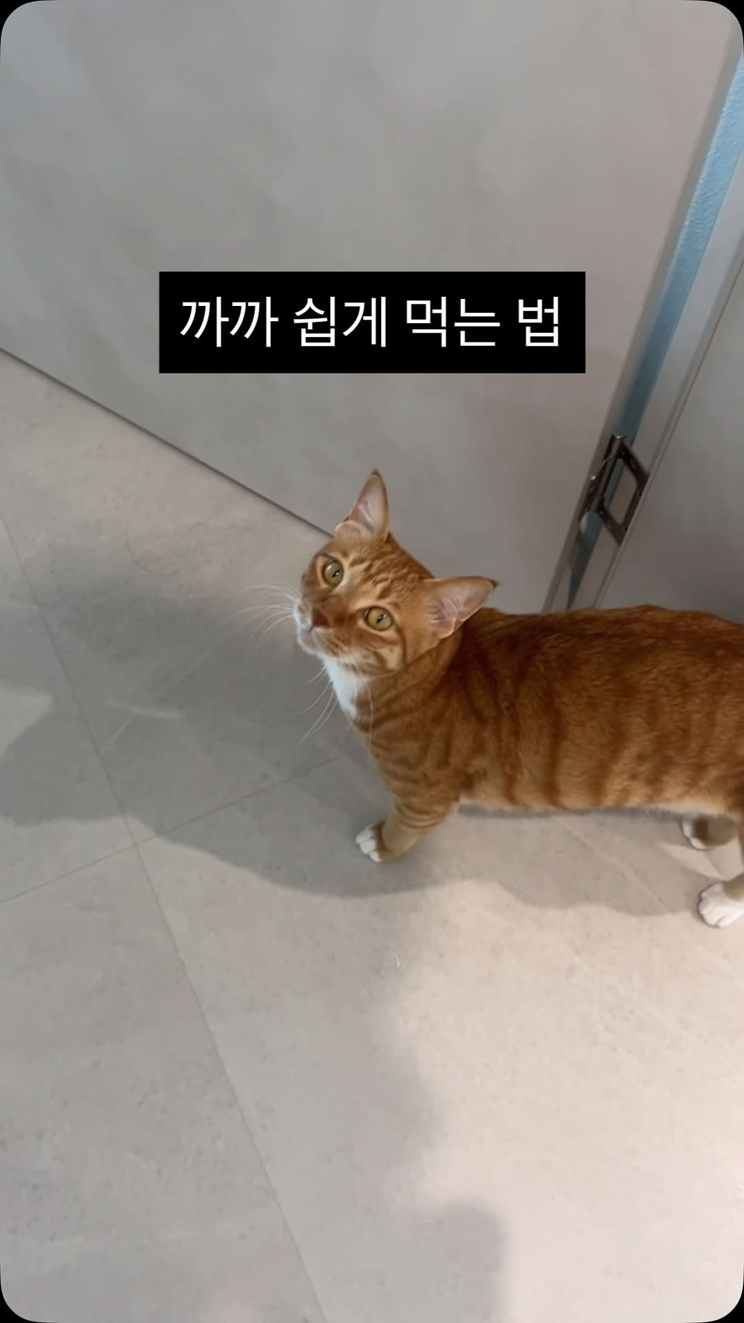 k.geumdong2 게시물 이미지: 고양이들은 세번씩 시청해