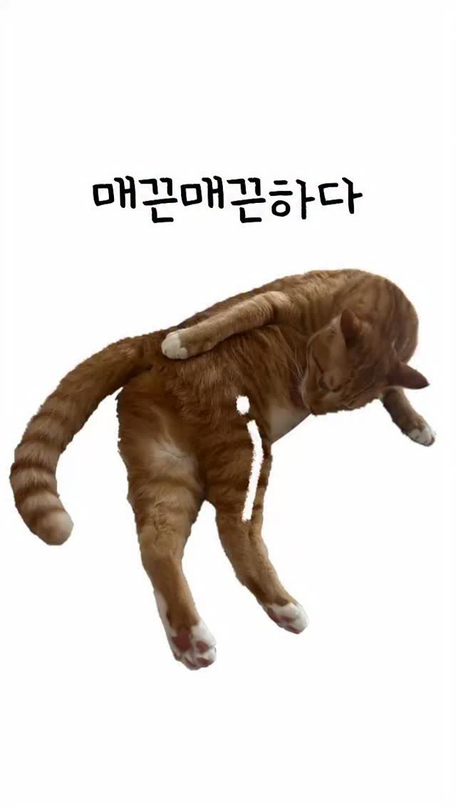 k.geumdong2 게시물 이미지: 울퉁불퉁 고야미