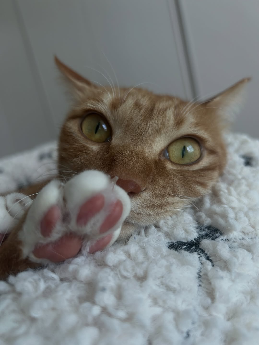 Photo by 💋💄슈퍼 아이돌 공주님 김금동🎤🐈 on April 25, 2026. May be an image of Abyssinian cat, kitten and text.