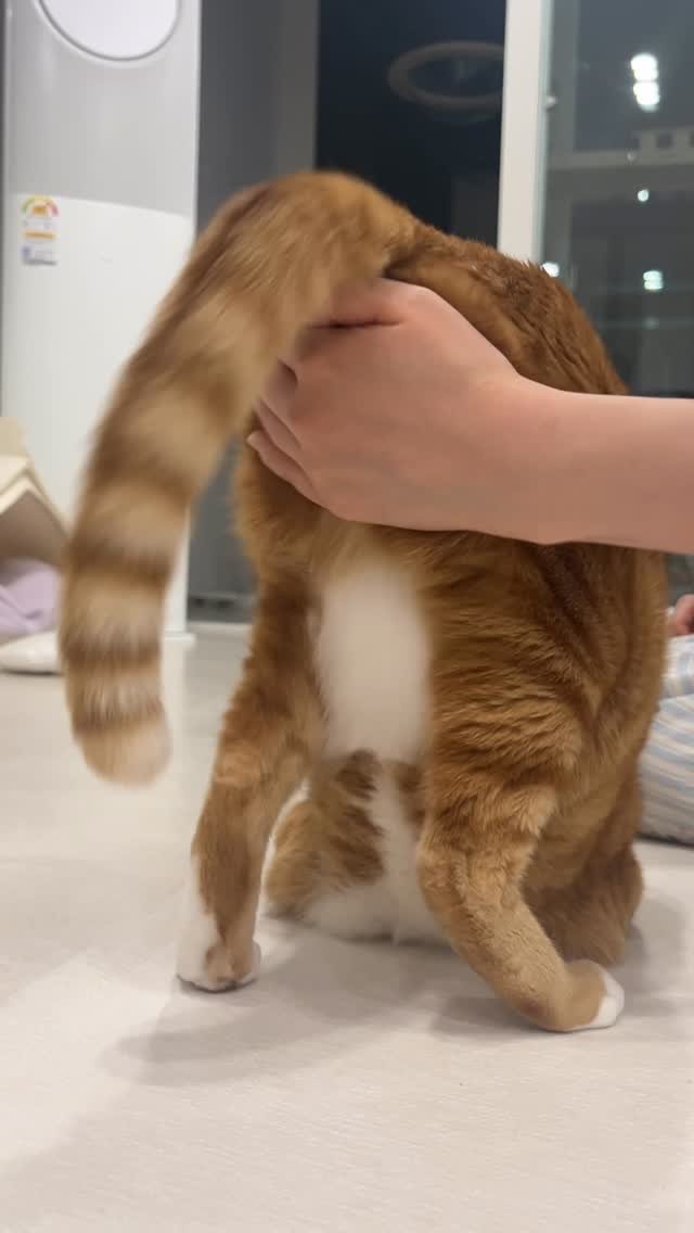 k.geumdong2 게시물 이미지: 금동아 이모 지쳤다잖아.....