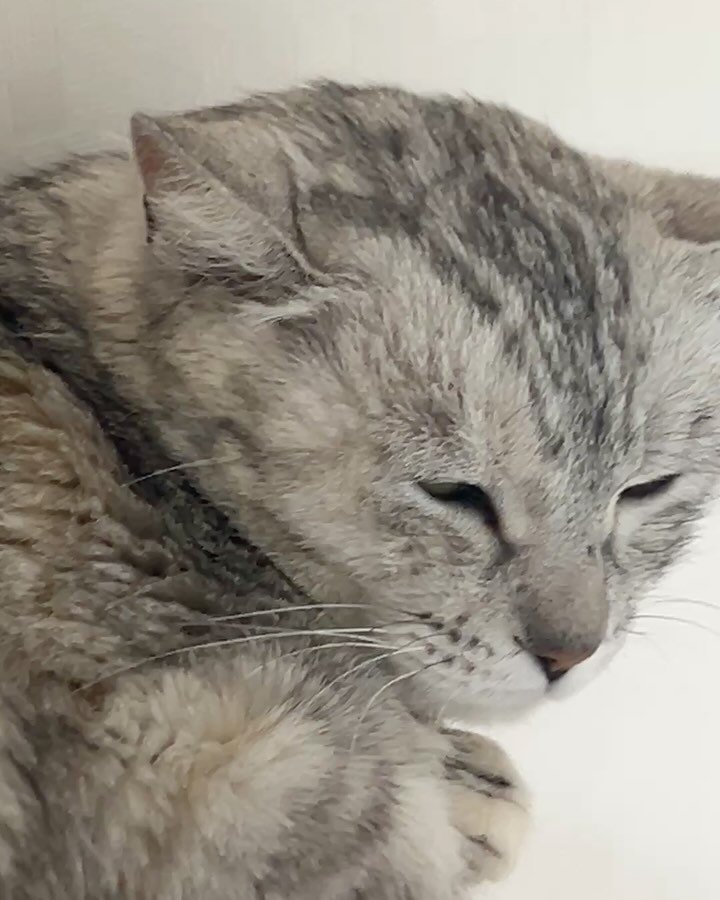 k.geumdong2 게시물 이미지: [입양확정]

#사지말고입양하세요 #고양이임보 #고양이임시보호 #길냥이구조...