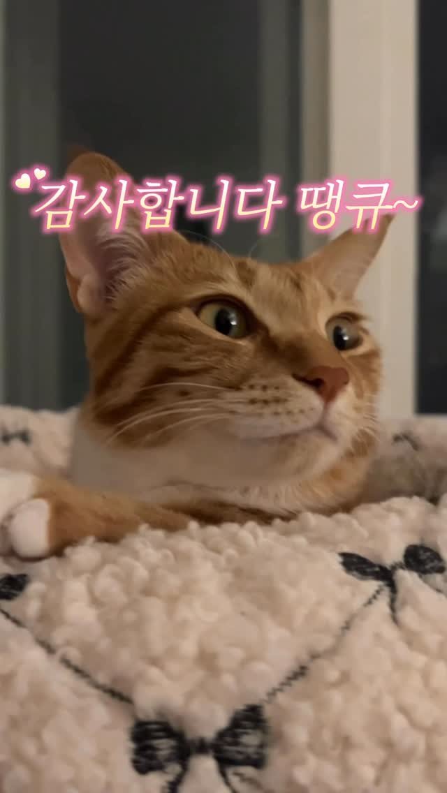 k.geumdong2 게시물 이미지: 너네 개미똥꾸몽 본 뎍 있어?