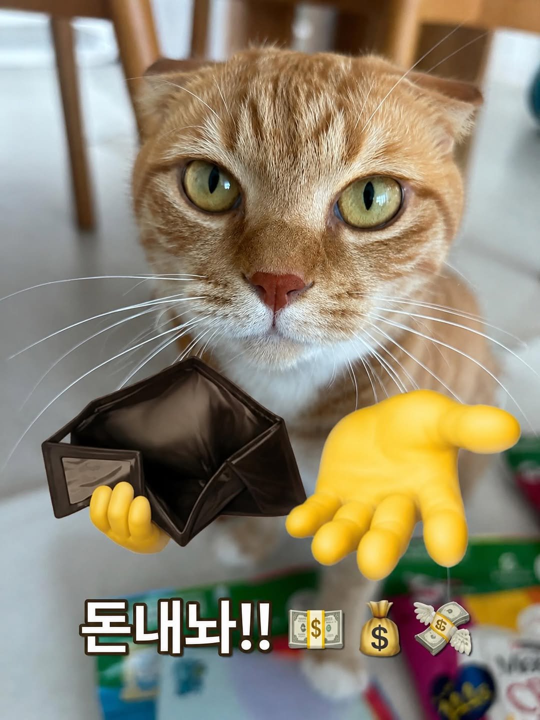 k.geumdong2 게시물 이미지: 이 사진을 삥뜯고 십은 고양이핫테 보내셰요.