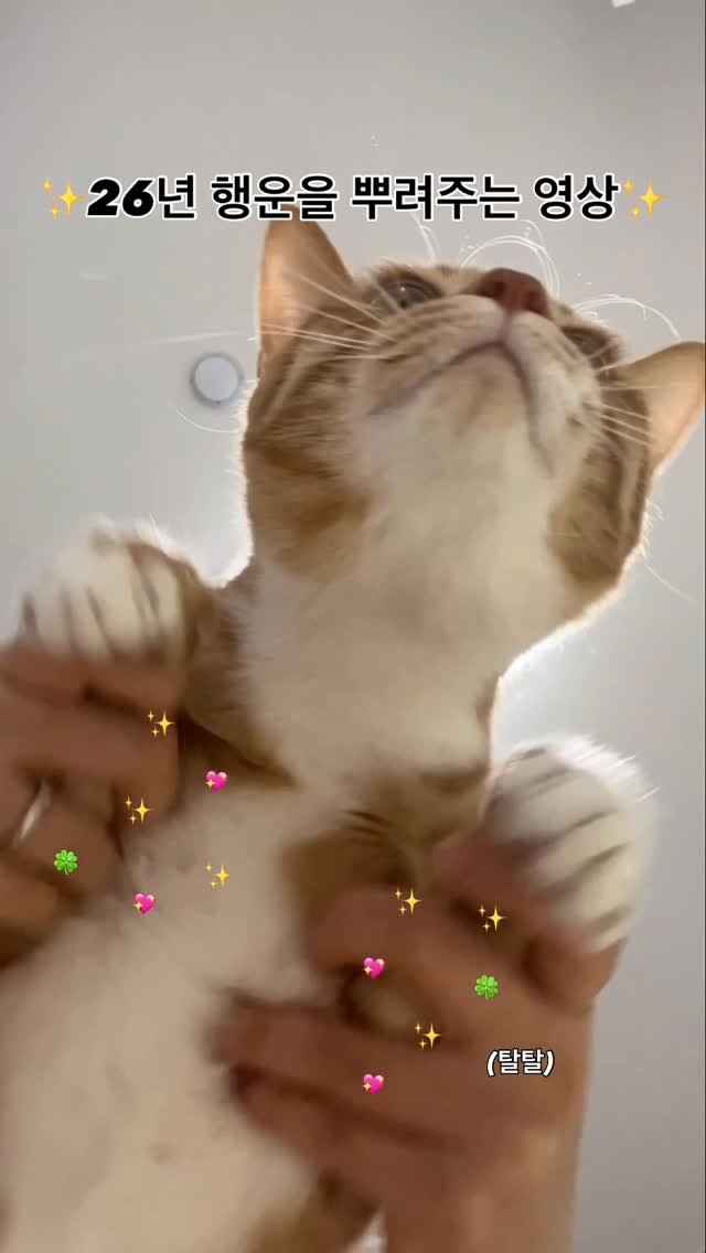 k.geumdong2 게시물 이미지: 🍀2026년 대박기운 받아가데요🐈🍀