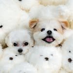 milkteasisters 프로필 사진