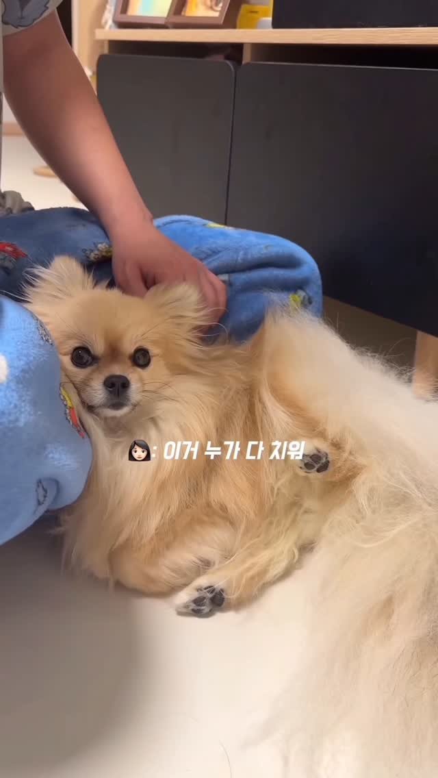 k_yanggaeng 게시물 이미지: 빗질에 날리는 갱이씨 털… #광고

털 갈이 시즌에는 더 심하게 날리는데
이거 누가...