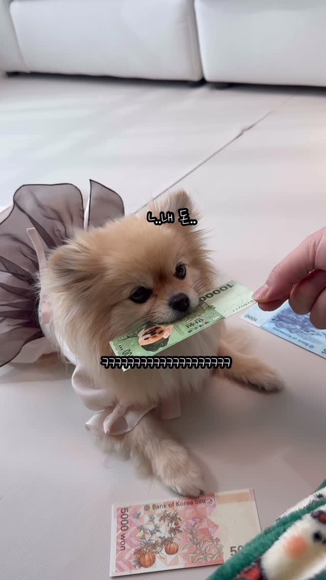 k_yanggaeng 게시물 이미지: 설날 용돈 받는 k-강아지 갱이씨