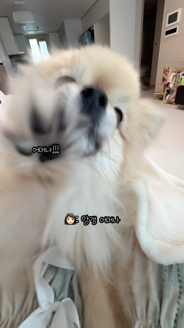 k_yanggaeng 게시물 이미지: 개인기를 또 잘못 배운 갱이씨