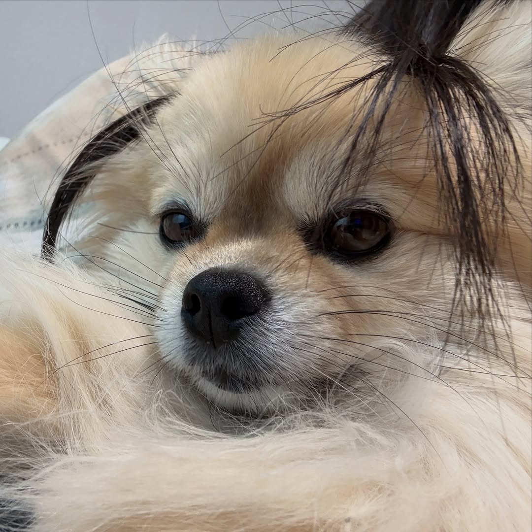 k_yanggaeng 게시물 이미지: 어느 날 내 머리에 머리카락이 자랐다

이런 나..

조금 멋있을지도..