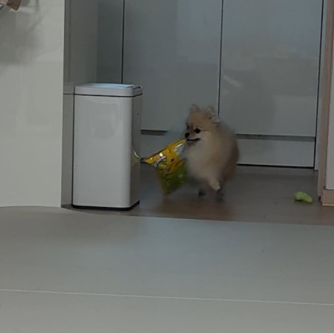 Photo by 김양갱은 못말려 on August 16, 2025. May be an image of Norwich terrier, Pekinese, dishwasher and text.