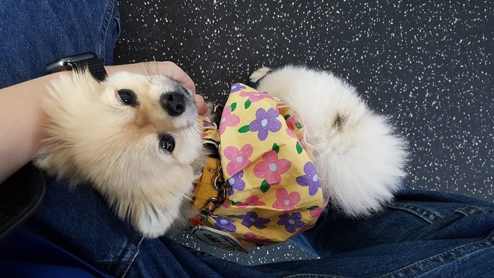 Photo by 김양갱은 못말려 on August 12, 2025. May be an image of 1 person, Pekinese, chihuahua and text.