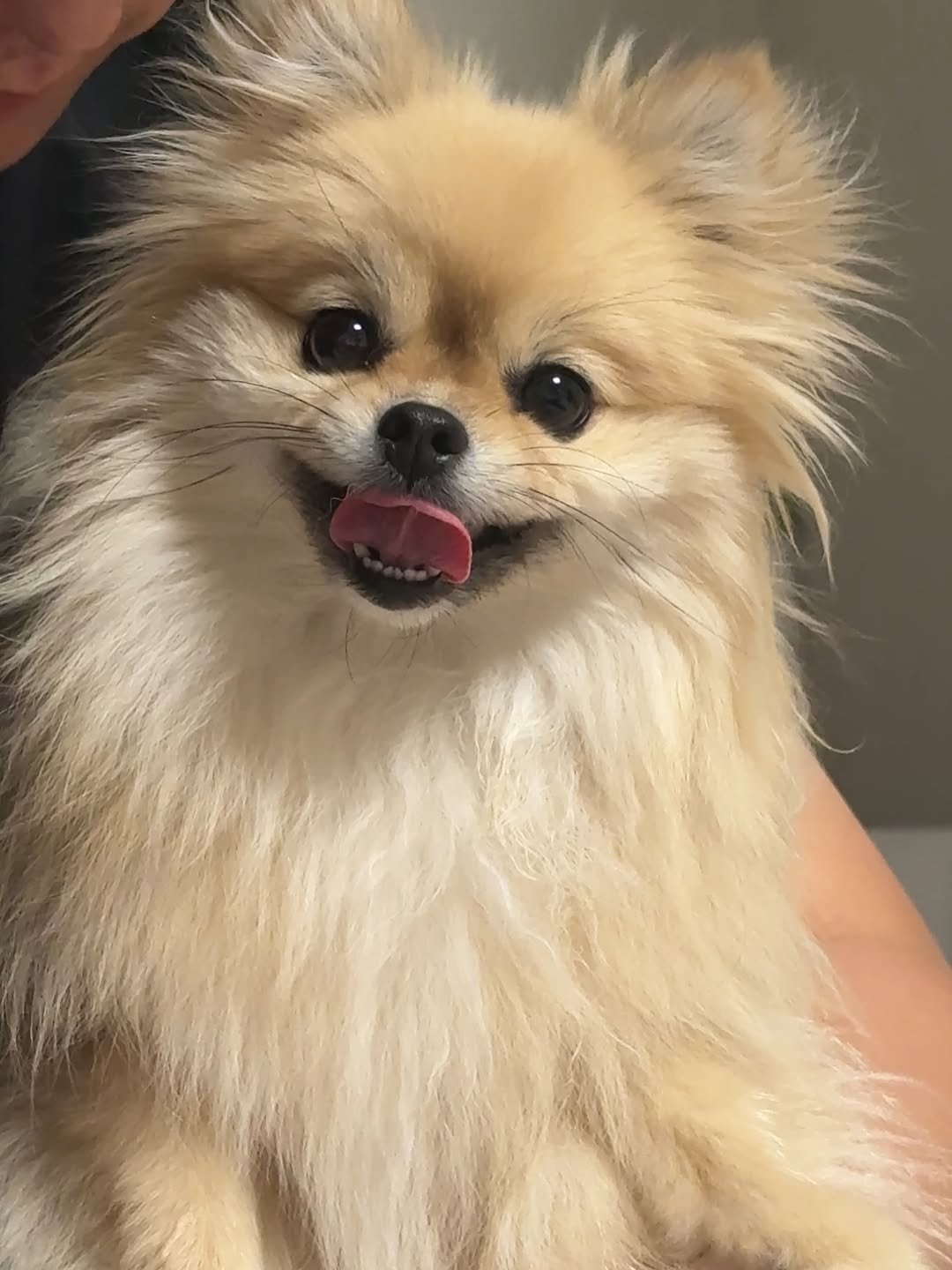 Photo by 김양갱은 못말려 on August 15, 2025. May be an image of Pekinese and text.