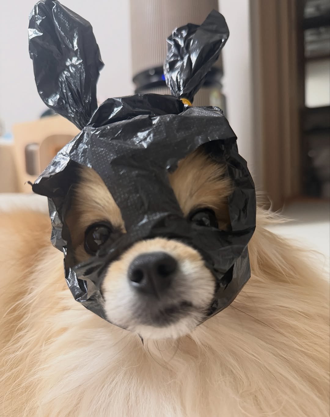 Photo by 김양갱은 못말려 on September 23, 2025. May be an image of Pekinese, chihuahua and text.