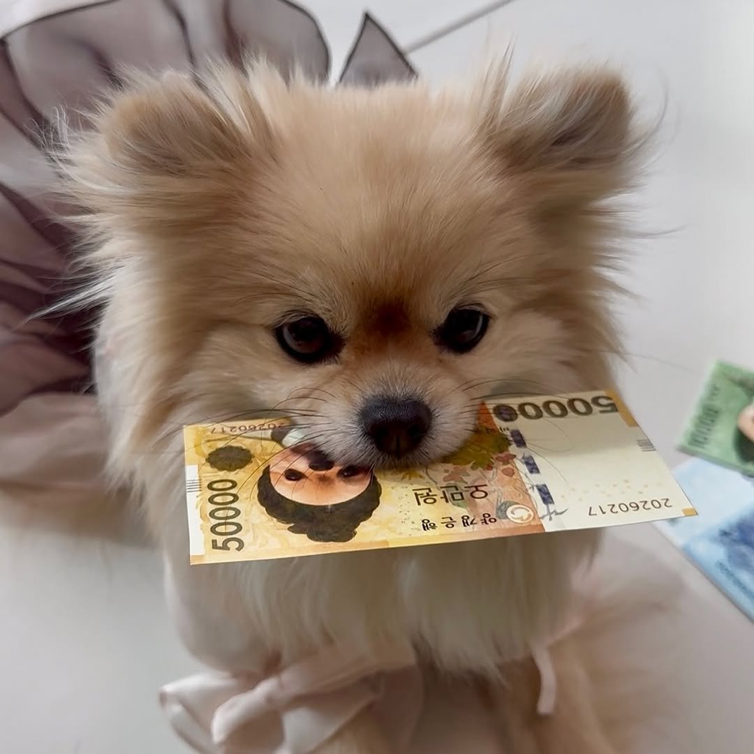 Photo by 김양갱은 못말려 on February 16, 2026. May be an image of Pekinese, chihuahua, money, petfood and text.