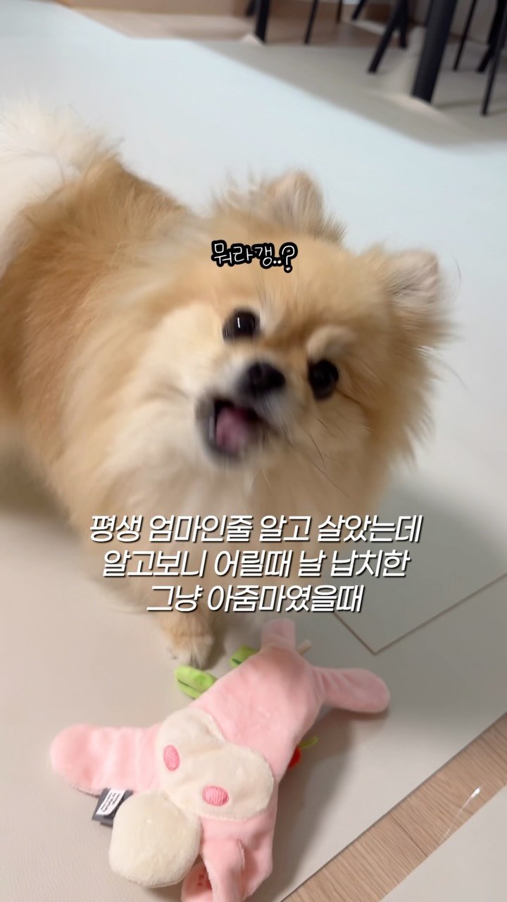 k_yanggaeng 게시물 이미지: 친엄마가 아니라는 걸 알게 된 갱이씨