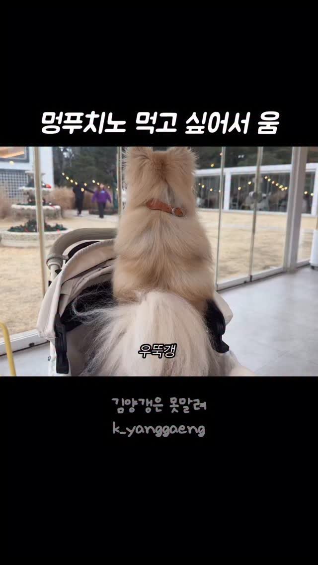 k_yanggaeng 게시물 이미지: 멍푸치노 먹고 싶어서 우는 갱이씨
