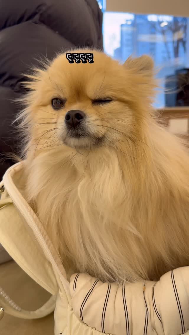 k_yanggaeng 게시물 이미지: 병원이 너무 무서운 갱이씨