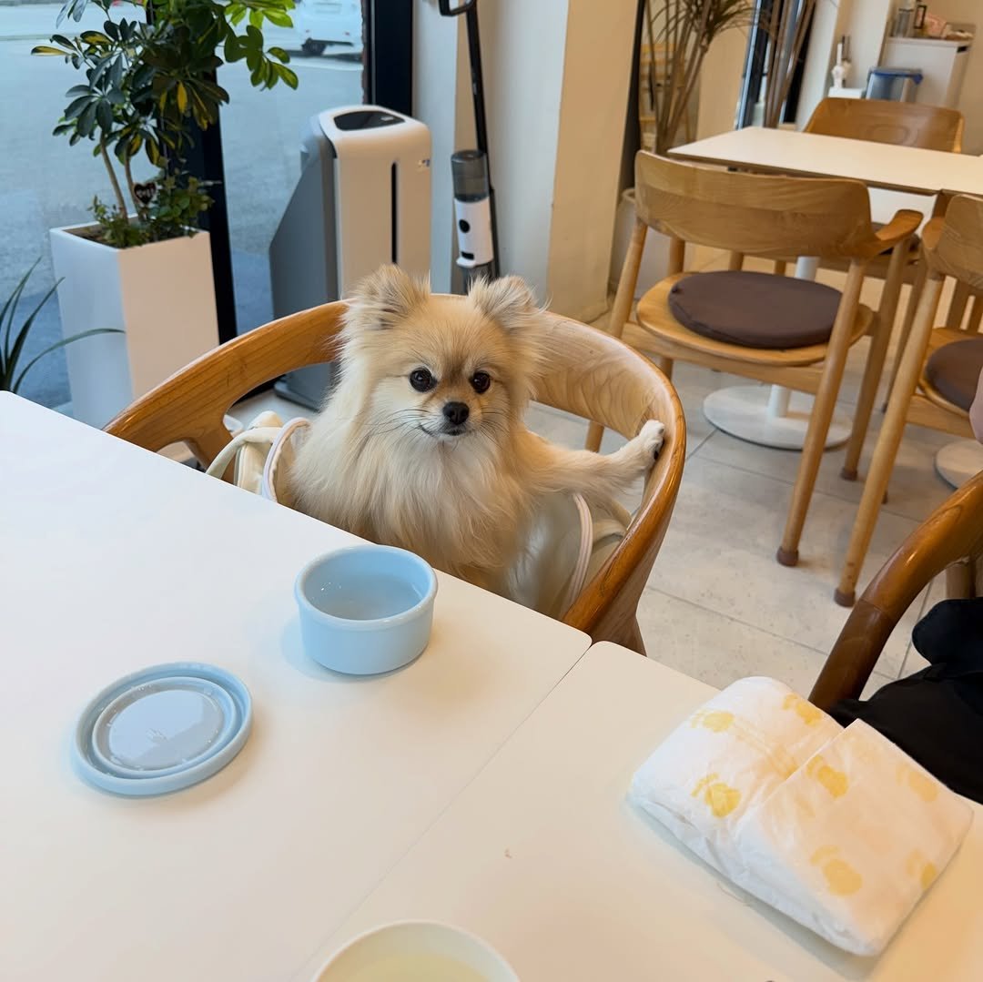 Photo by 김양갱은 못말려 on April 21, 2026. May be an image of Pekinese, Maltese and text.