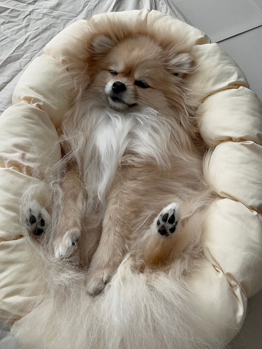 Photo by 김양갱은 못말려 on February 19, 2026. May be an image of Pekinese, beanbag chair, fur and text.