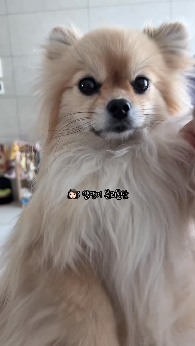 k_yanggaeng 게시물 이미지: 양갱이 분리불안 있냐고요?