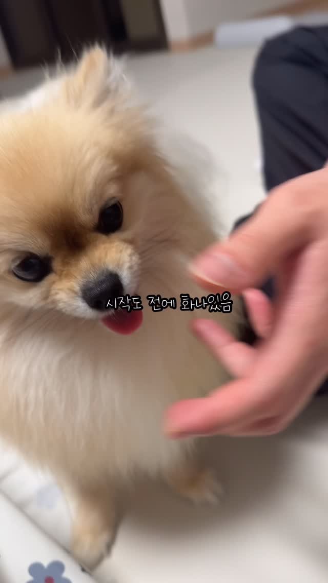 k_yanggaeng 게시물 이미지: 강아지 주둥이 잡았을 때 엄마 vs 아빠 반응 차이