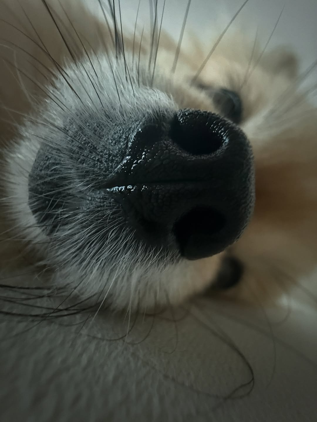 Photo by 김양갱은 못말려 on September 27, 2025. May be a closeup of collie, keeshond and text.