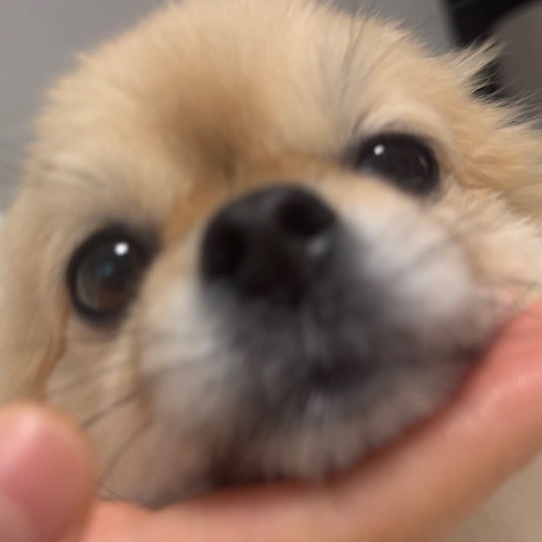 Photo by 김양갱은 못말려 on December 27, 2025. May be a closeup of Norwich terrier, Pekinese and text.