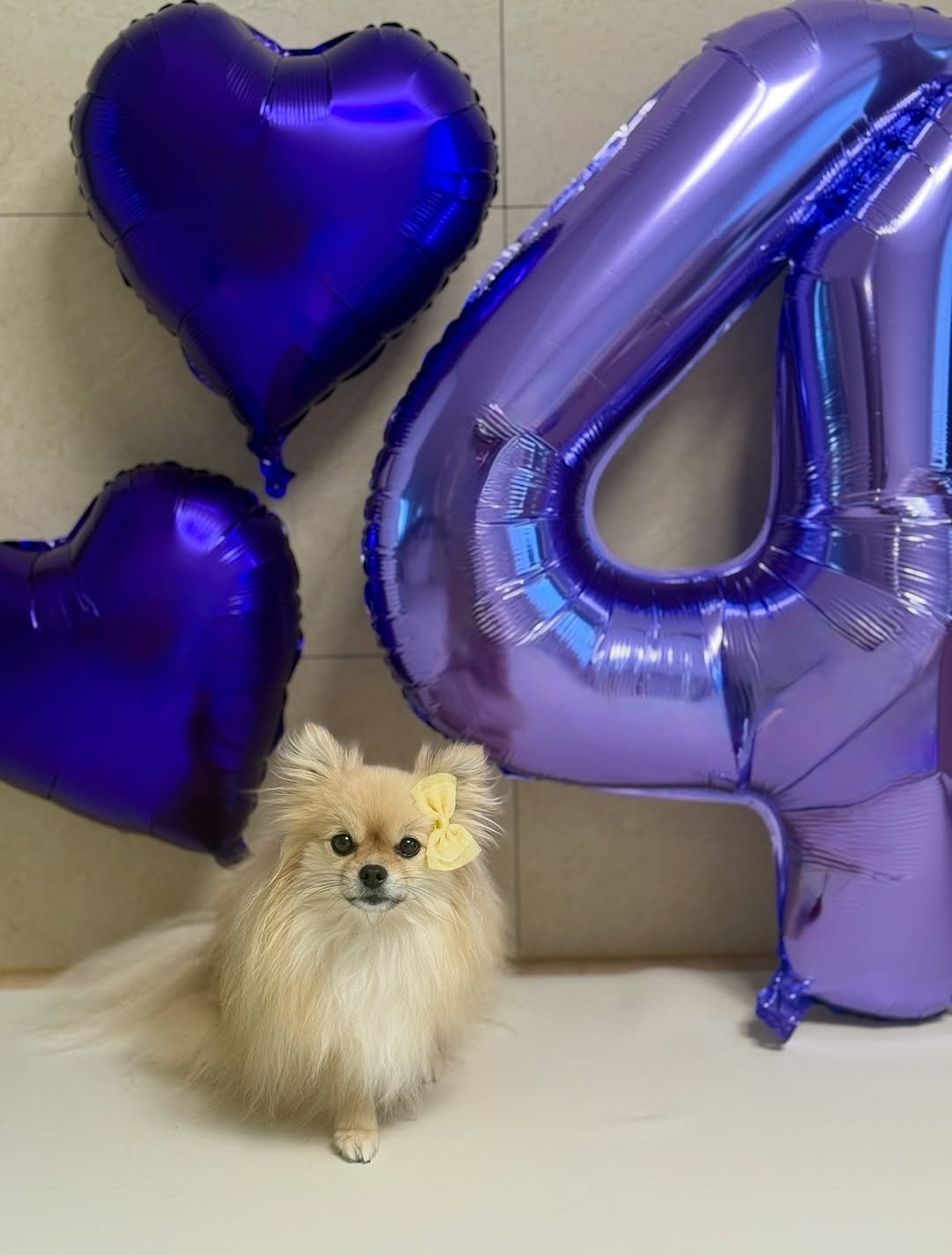 Photo by 김양갱은 못말려 on August 18, 2025. May be an image of dog, heart, balloon and text.