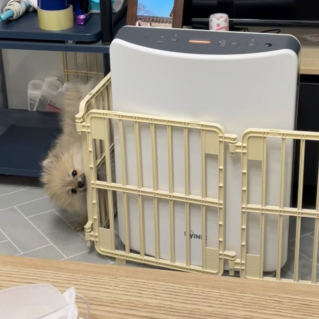 Photo by 김양갱은 못말려 on September 26, 2025. May be an image of Norwich terrier, Pekinese, dishwasher, playpen, cage and text.