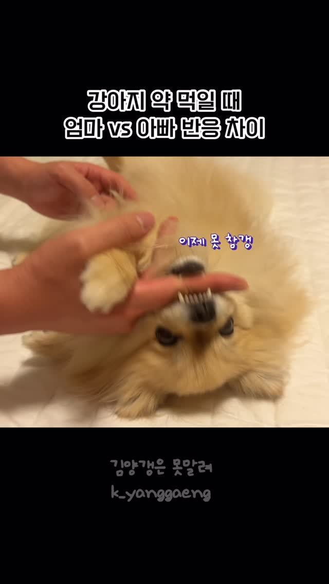 k_yanggaeng 게시물 이미지: 강아지 약 먹일 때 엄마 vs 아빠 반응 차이