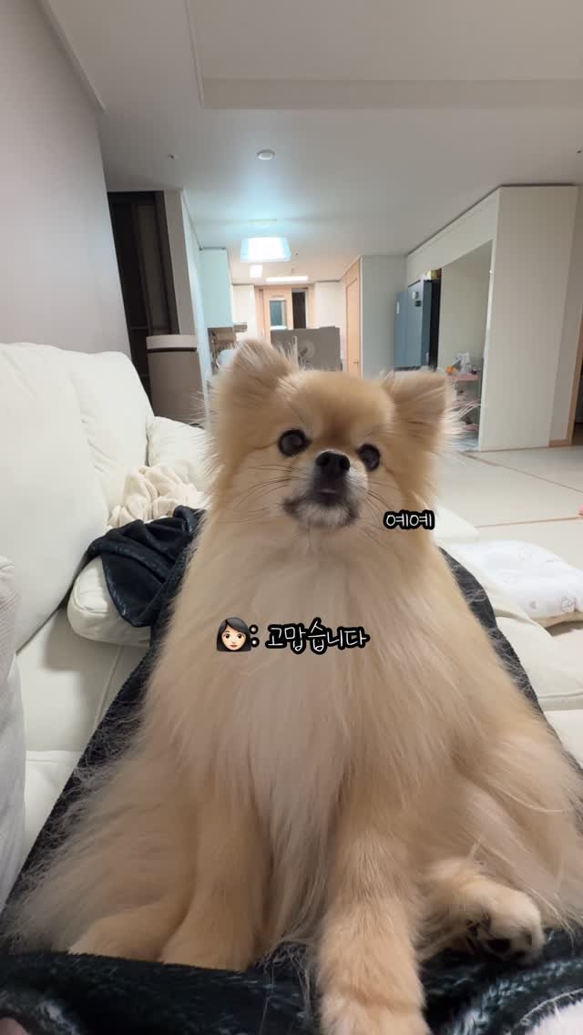 k_yanggaeng 게시물 이미지: 인사를 잘못 배운 갱이씨