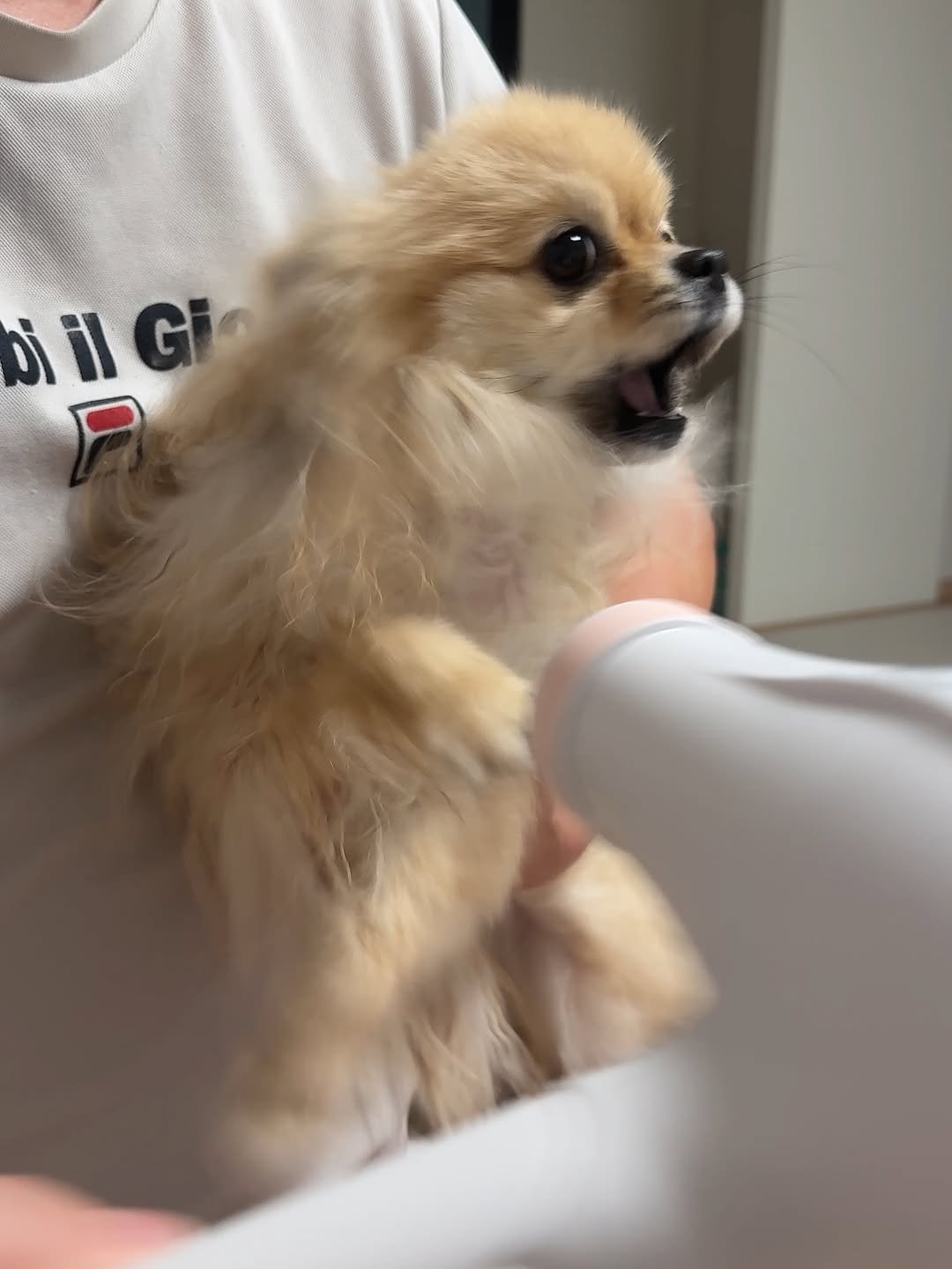 Photo by 김양갱은 못말려 on August 14, 2025. May be an image of Pekinese, chihuahua, hair dryer and text.