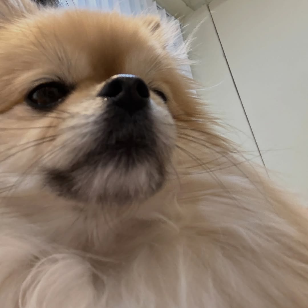 Photo by 김양갱은 못말려 on April 26, 2026. May be an image of Pekinese and text.