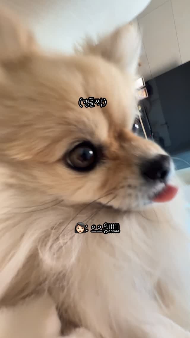 k_yanggaeng 게시물 이미지: 엄마 삐진 거 눈치챈 갱이씨