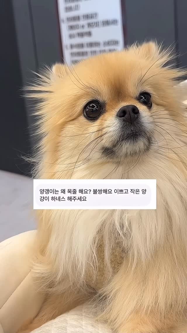 k_yanggaeng 게시물 이미지: 목줄이 불쌍하고 학대라고요..?