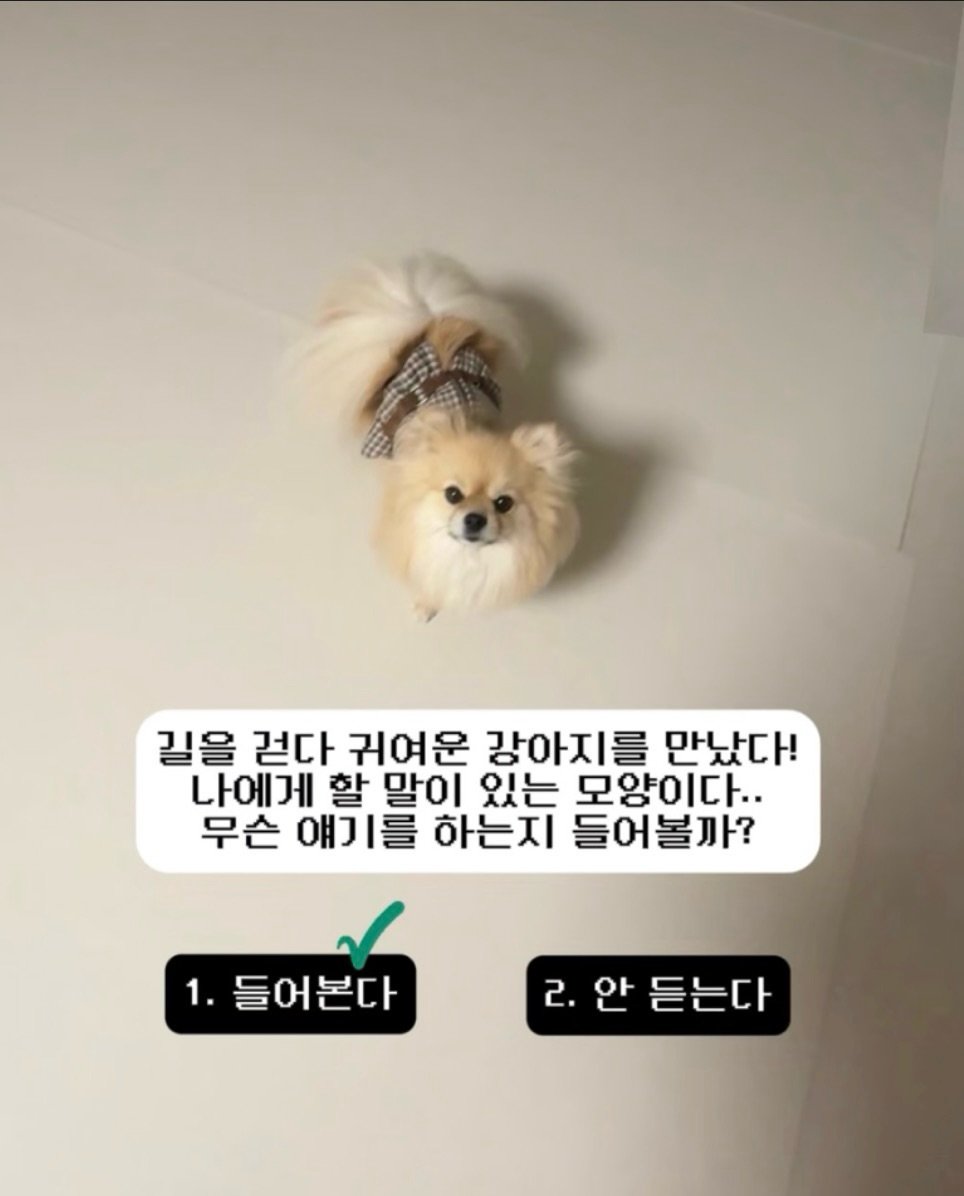 Photo by 김양갱은 못말려 on December 23, 2025. May be an image of Pekinese, chihuahua, pie and text that says '길을 걷다 귀여운 강아지를 만났다! 나에게 할 말이 있는 모양이다.. 무슨 얘기를 하는지 들어볼까? 1. 1.들어본다 2.안 2. 안 듣는다'.