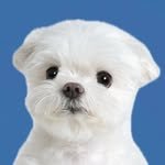 maltese_janggun 프로필 사진
