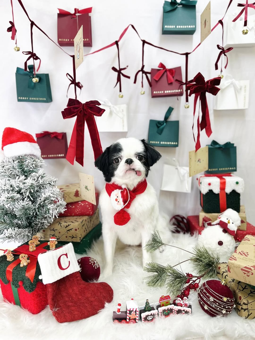 Photo by 楓カレン on December 04, 2025. May be an image of Pekinese, Christmas stocking, tinsel, bow and text.