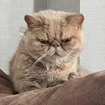 kaedekaren0825 인스타그램 프로필 사진