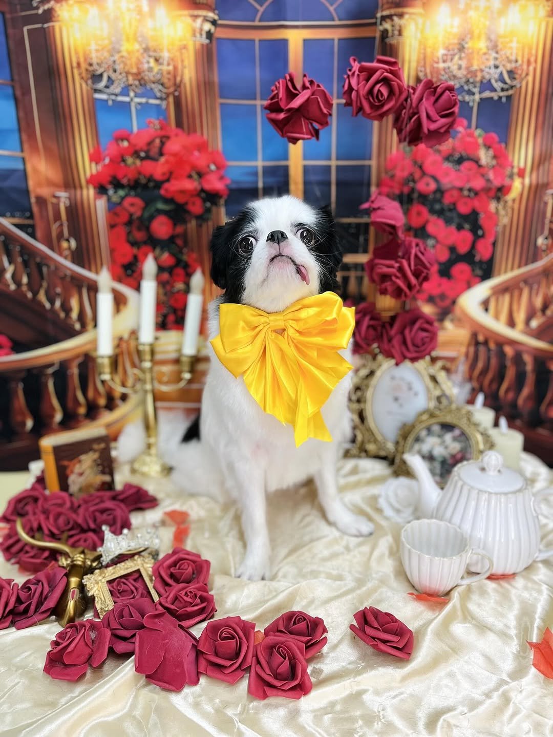 Photo by 楓カレン on September 15, 2025. May be an image of Pekinese.