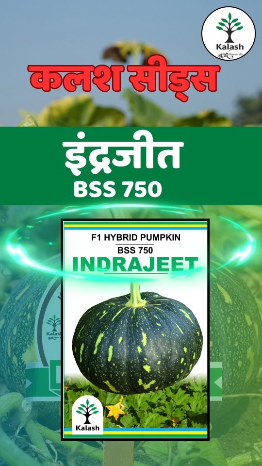 kalashseeds 게시물 이미지: Farmers’ Trusted Pumpkin for High Returns....