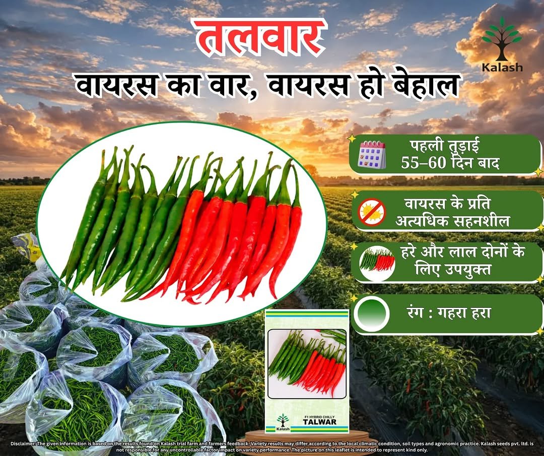 kalashseeds 게시물 이미지: Indias best chilly Variety TALWAR 

तलवार का...
