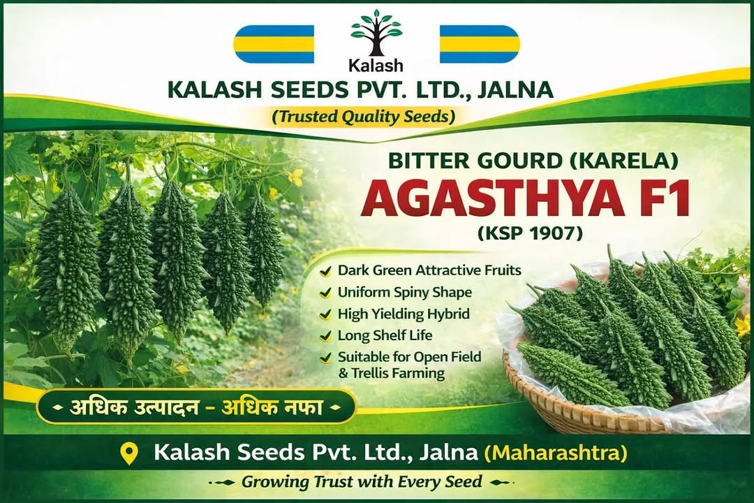 kalashseeds 게시물 이미지: KSP 1907 AGASTYA F1 -हर मौसम का भरोसेमंद...