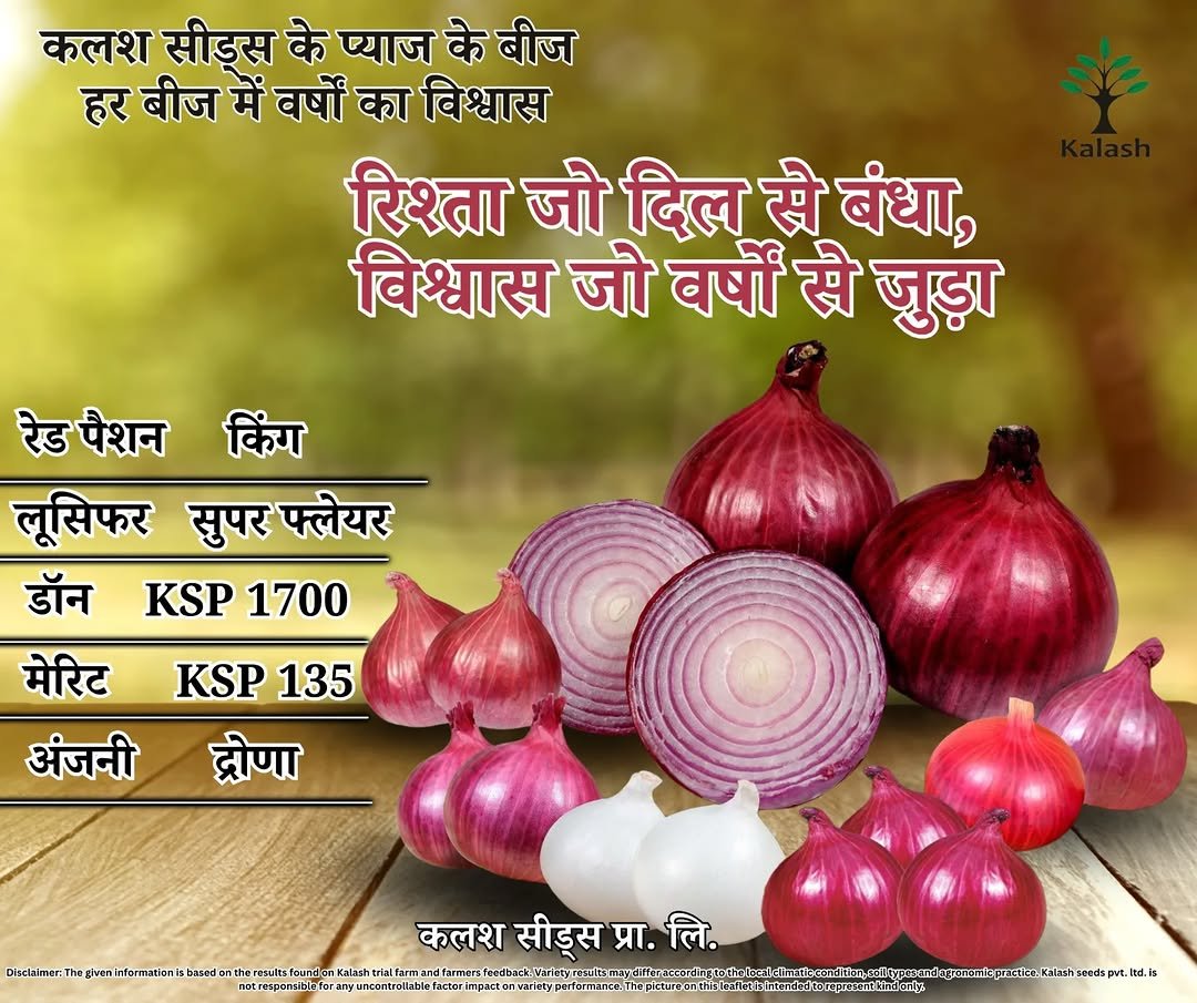 kalashseeds 게시물 이미지: उच्च गुणवत्ता वाले प्याज बीज 
ज्यादा उत्पादन,...