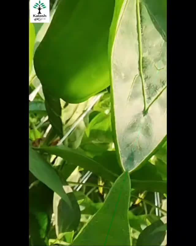 kalashseeds 게시물 이미지: KSP 1613 Professor F1 – Empowering Farmers...