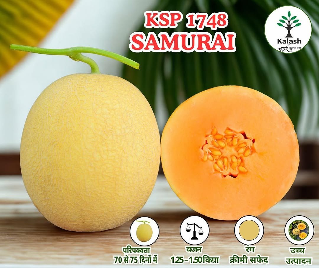 kalashseeds 게시물 이미지: Muskmelon KSP 1748 Samurai strength that...