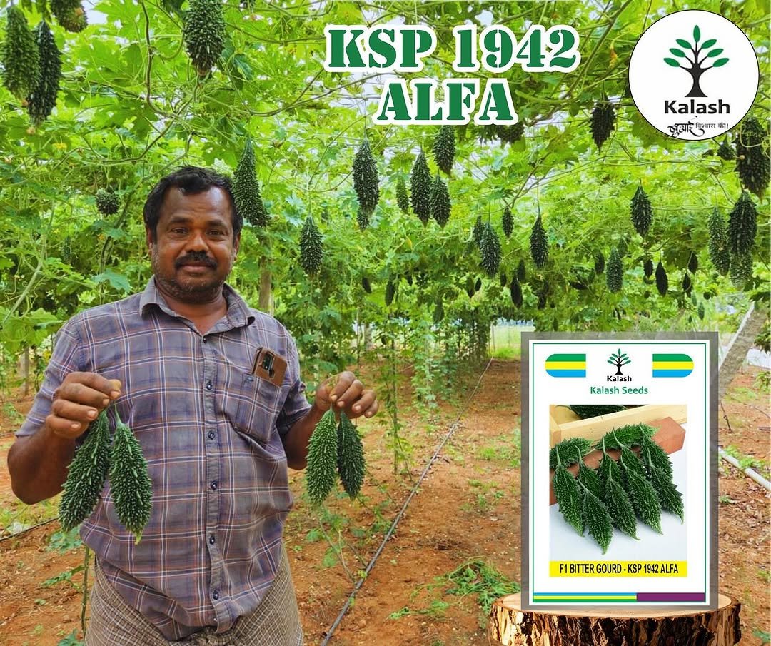 kalashseeds 게시물 이미지: ALFA — The bittergourd that delivers...
