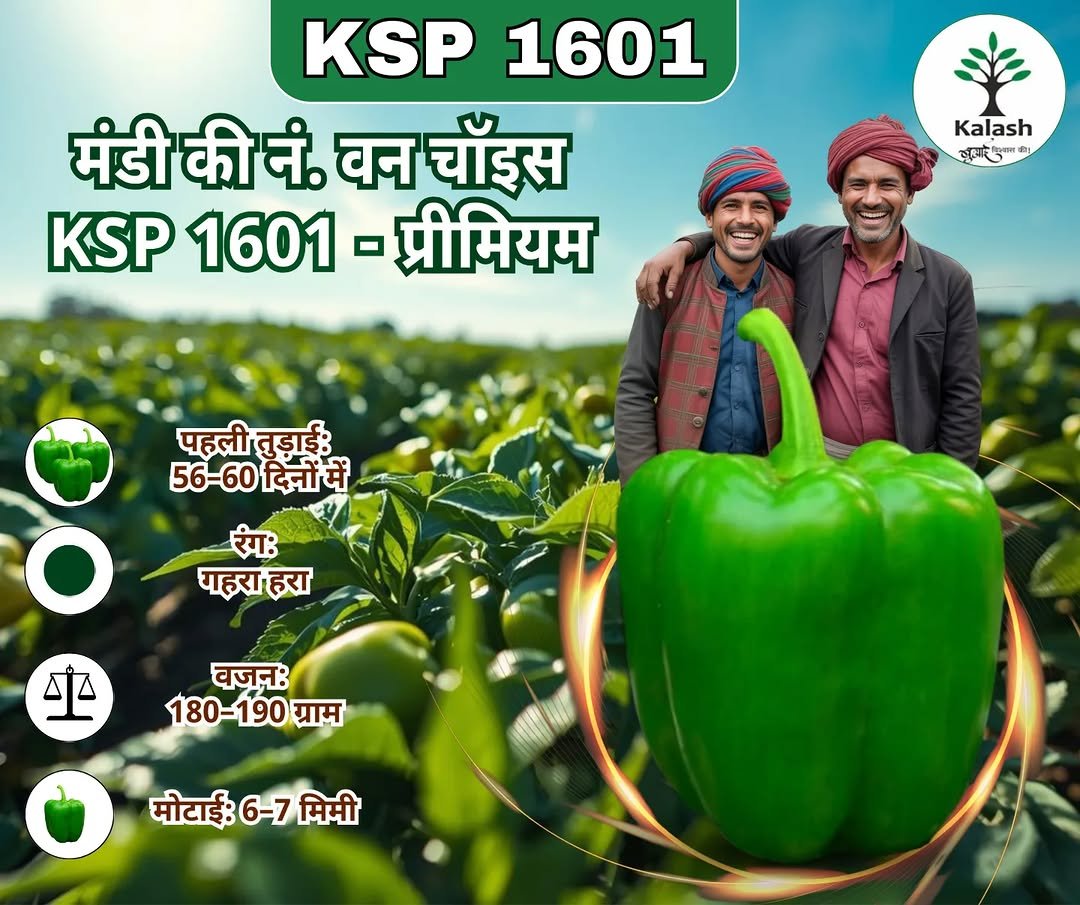 kalashseeds 게시물 이미지: High Yield | Premium Quality
KSP 1601 Premium...