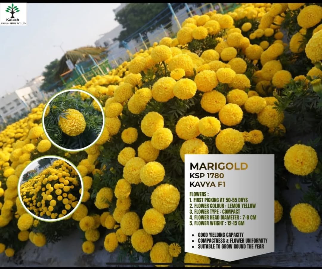 kalashseeds 게시물 이미지: KSP 1780 Kavya F1 – High Yield Marigold for...